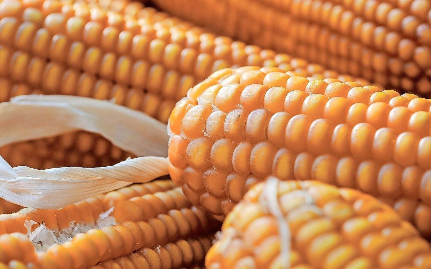 Beim Hartmais wird das Nährgewebe mit zunehmender Reife hart und glasig. Dieser Typ wird vorwiegend beim Silomais verwendet. 