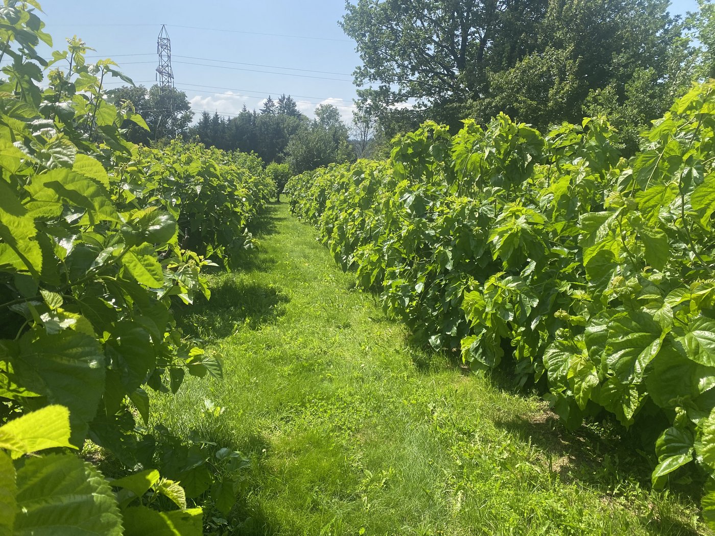 Auf dem Bergfeld Hof gedeihen verschiedenste Maulbeerbäume. Es ist das einzige, das die Maulbeerspinner fressen. 