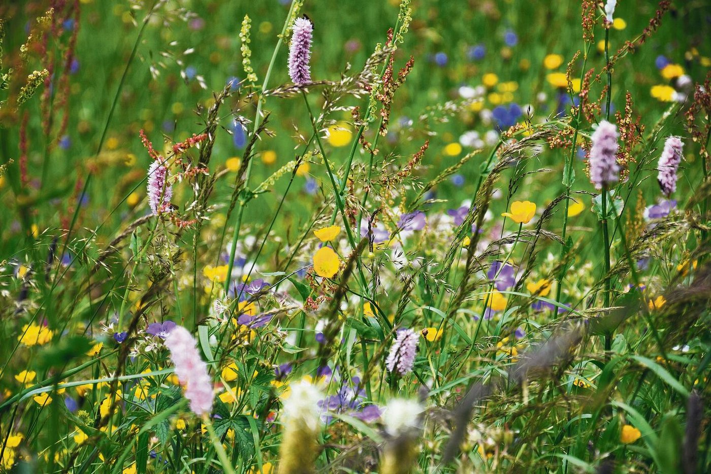 Die vielfältige Pflanzenwelt mit bunten Alpwiesen begeistert Silvia Linder immer wieder aufs Neue.