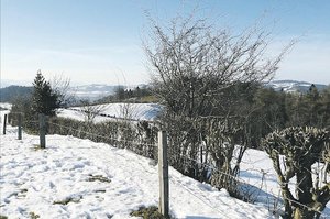 Niederhecke/Lebhag: Hüfthoch schneiden. Langsam wachsende Sträucher wie Stechlaub, Rosen, Weissdorn stehen lassen. (Bild zVg)