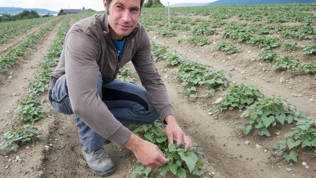 Simon van der Veer baut mit seinem Schwager im Seeland Süsskartoffeln an. (Bilder David Eppenberger) 