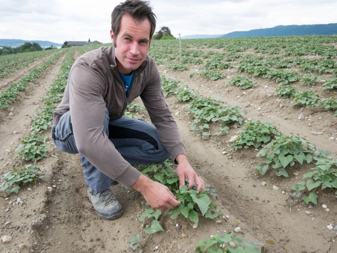 Simon van der Veer baut mit seinem Schwager im Seeland Süsskartoffeln an. (Bilder David Eppenberger) 