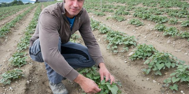 Simon van der Veer baut mit seinem Schwager im Seeland Süsskartoffeln an. (Bilder David Eppenberger) 