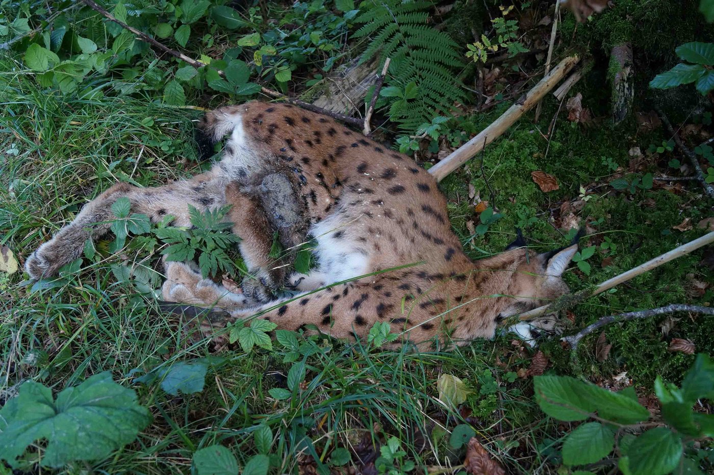 Der verendete Luchs B459 am Ettenberg. (Bild Kantonskanzlei AR)
