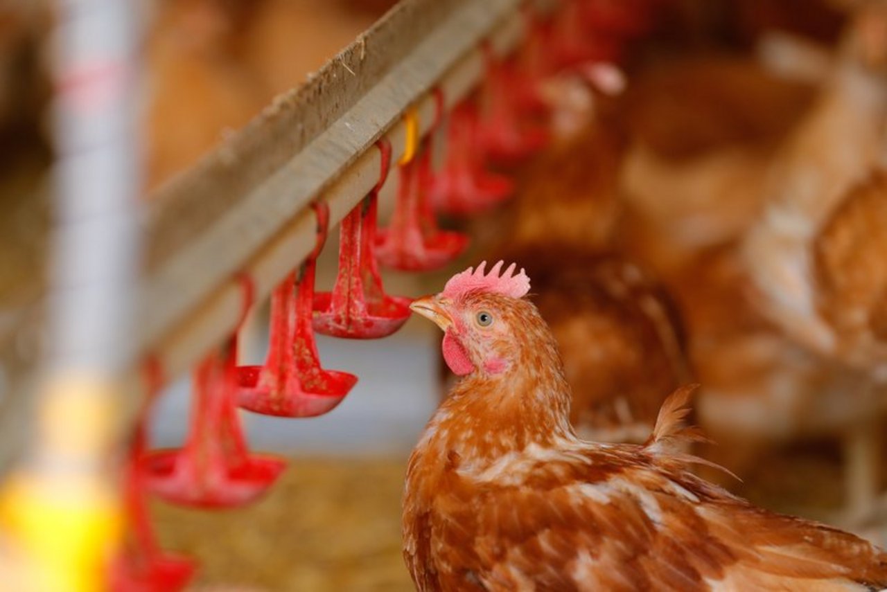 Der Schweizer Bauernverband findet einen Gegenvorschlag unnötig. Eine Mehrheit der Tiere würden in der Schweiz bereits nach freiwilligen Tierwohlprogrammen wie RAUS oder BTS gehalten. (Symbolbild BauZ)