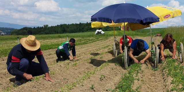Mit dem Jätferrari (rechts) muss sich das Team von Stefan Brunner beim Jäten nicht mehr krümmen und mit einer Hand abstützen, wie links demonstriert. (Bild zVg)