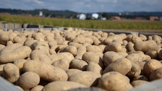 Die Preisbänder für 2019 wurden bereits jetzt festgelegt. Kartoffelproduzenten sind angehalten, nur die vom Abnehmer schriftlich zugesicherten Mengen zu produzieren. (Bild BauZ)