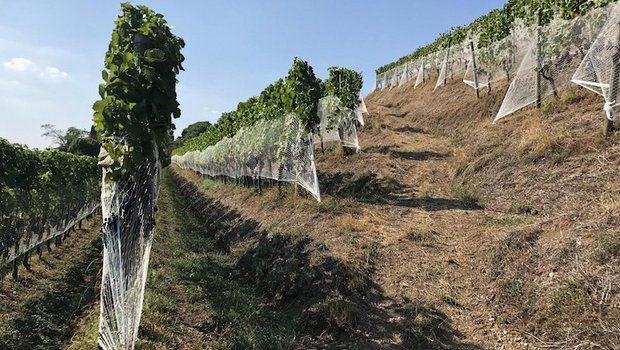 Trockenheit im ZHAW-Rebberg, Halbinsel Au ZH (Bild z.V.g.)