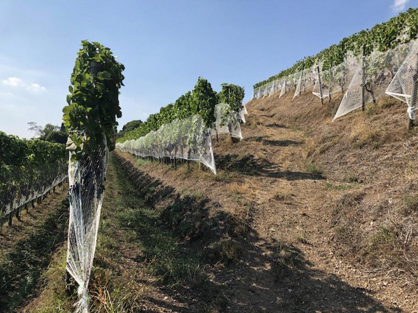 Trockenheit im ZHAW-Rebberg, Halbinsel Au ZH (Bild z.V.g.)