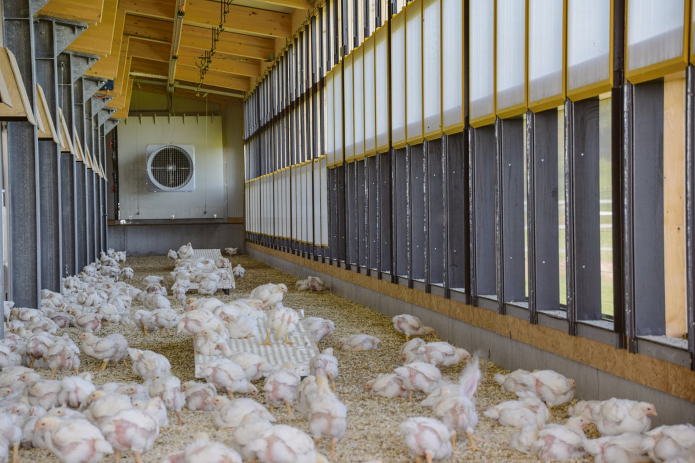 Der neu gebaute Stall ist auf Energieeffizienz, niedrige Umweltemissionen und ein höheres Tierwohl ausgelegt. Dank der klimatisierten «Wintergärten» ist Auslauf ins Freie jederzeit möglich. (Bild lja)