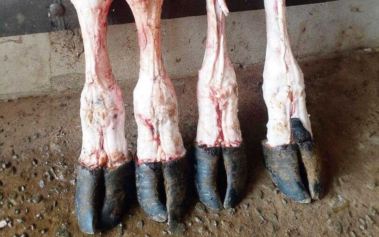 Wenn in Paraguay ein Tier geschlachtet wird, wird nichts weggeworfen, sondern alles verwertet, ganz nach dem Prinzip «Nose to tail». 