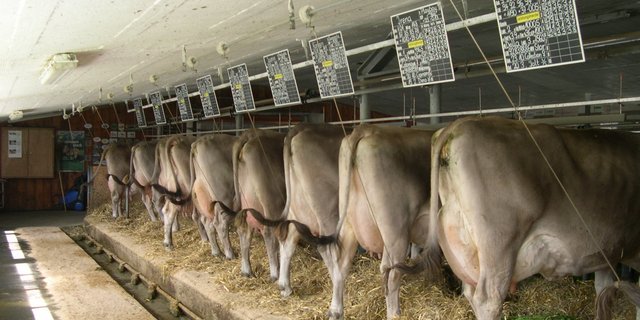 Anbindeställe für Rindvieh sollen gegenüber anderen Haltungsformen finanziell nicht benachteiligt werden. (Bild BauZ)