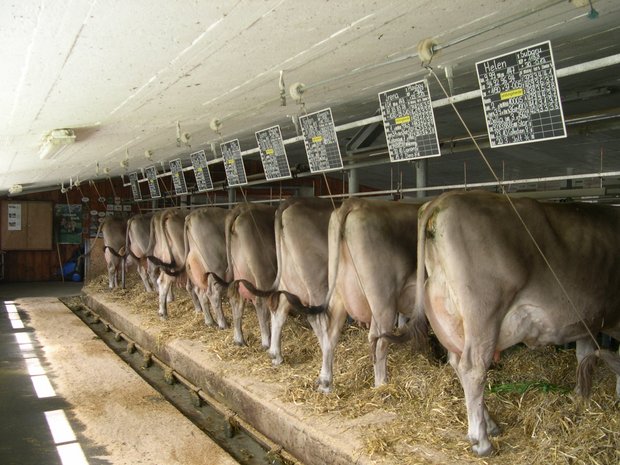 Anbindeställe für Rindvieh sollen gegenüber anderen Haltungsformen finanziell nicht benachteiligt werden. (Bild BauZ)