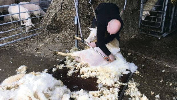 58 Schafe wurden an 58 Schafe wurden an einem Tag geschoren. Die Wolle wird zu Bettdecken und Matratzen verarbeitet.