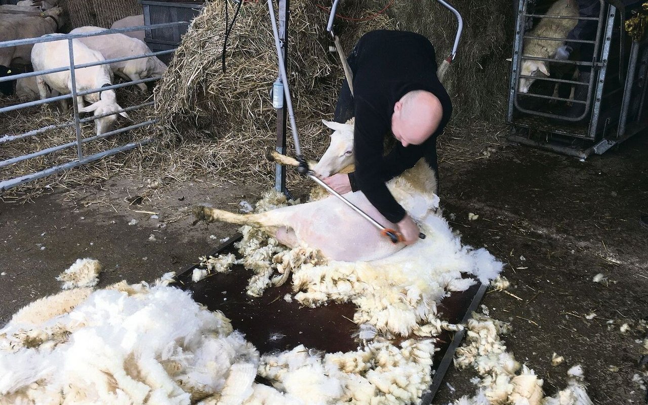 58 Schafe wurden an einem Tag geschoren. Die Wolle wird zu Bettdecken und Matratzen verarbeitet. 