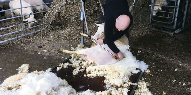 58 Schafe wurden an einem Tag geschoren. Die Wolle wird zu Bettdecken und Matratzen verarbeitet. 