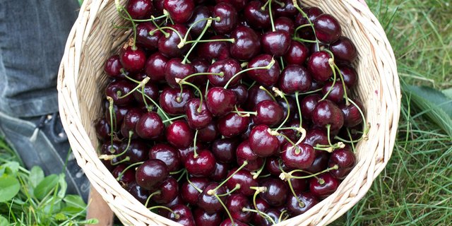 Gibt es nach dem Frostjahr eine Rekordernte? Im Moment sieht es gut aus, der Absatz der vollen Menge dürfte nicht ganz einfach werden. (Bild Archiv)