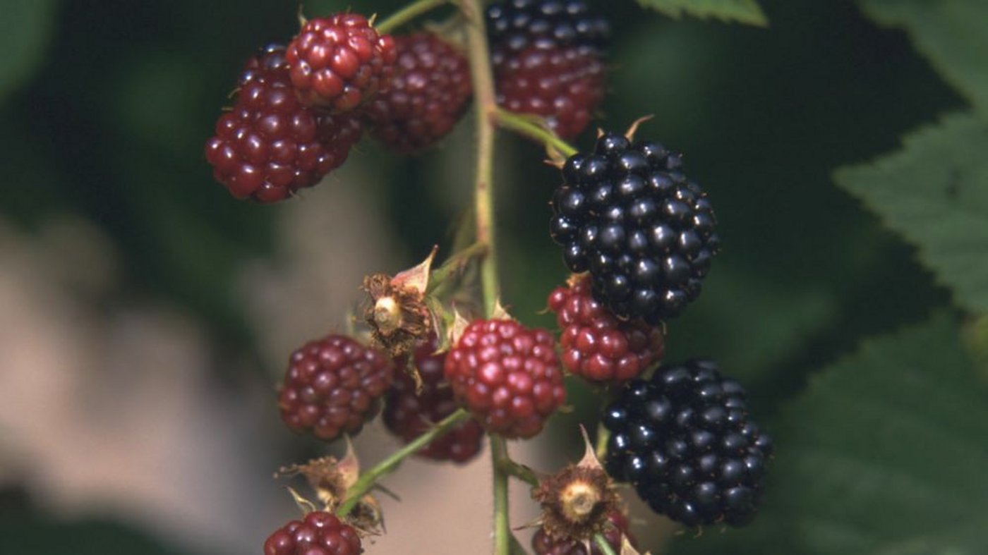 Weltweit gibt es mehrere tausend Arten, allein in Europa kommen rund 2'000 vor. (Bild: essspedition verzeichnis 2)