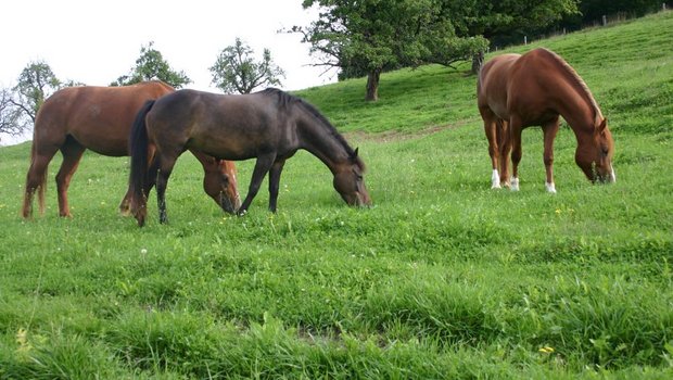 Die Pferde würden durch die Annahme der Agrarinitiativen aus der Landwirtschaft verdrängt.. (Bild BauZ)