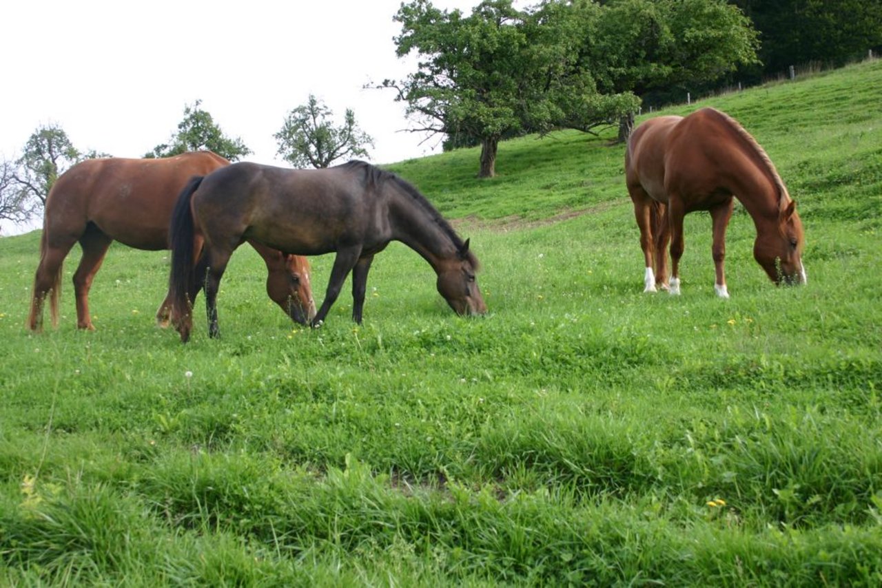 Die Pferde würden durch die Annahme der Agrarinitiativen aus der Landwirtschaft verdrängt.. (Bild BauZ)