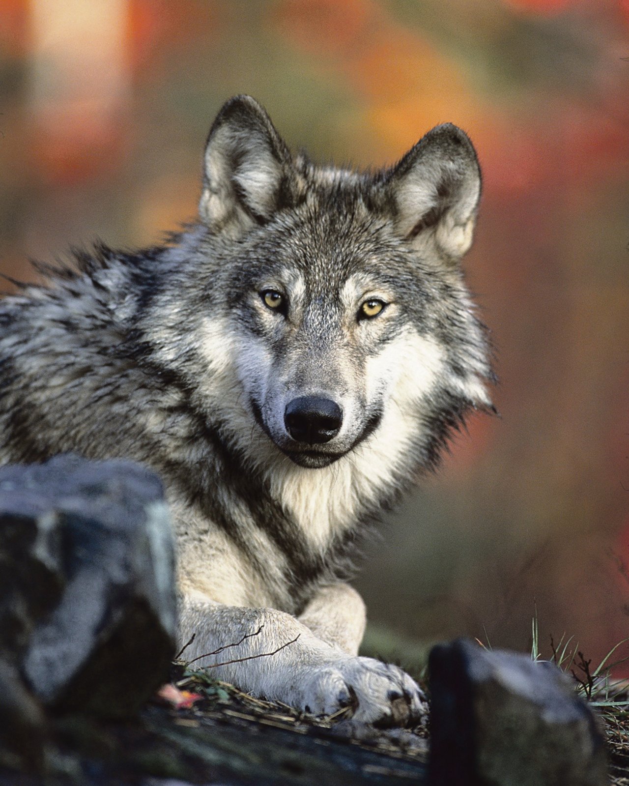 Nach der Abstimmung vom 27. September 2020 ist klar: Der Wolf bleibt in der Schweiz vorerst umfassend geschützt. (Bild Pixabay)
