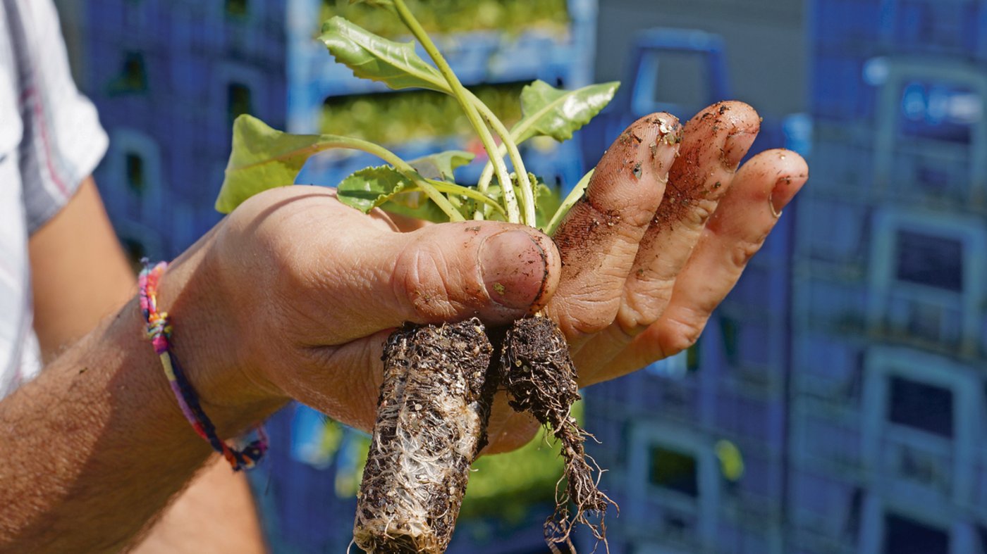 Beim Pflanzen befinden sich die Setzlinge bereits im 4- bis 6-Blatt-Stadium und bringen so eine gewisse Robustheit mit. (Bild Thomas Alfoeldi)