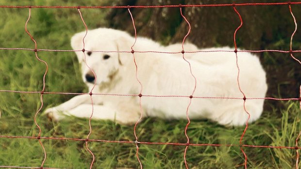 Wie bei den Herdensc Wie bei den Herdenschutzhunden ist auch bei den Schutzzäunen die Nachfrage hoch, die Fördermittel gingen bereits aus.