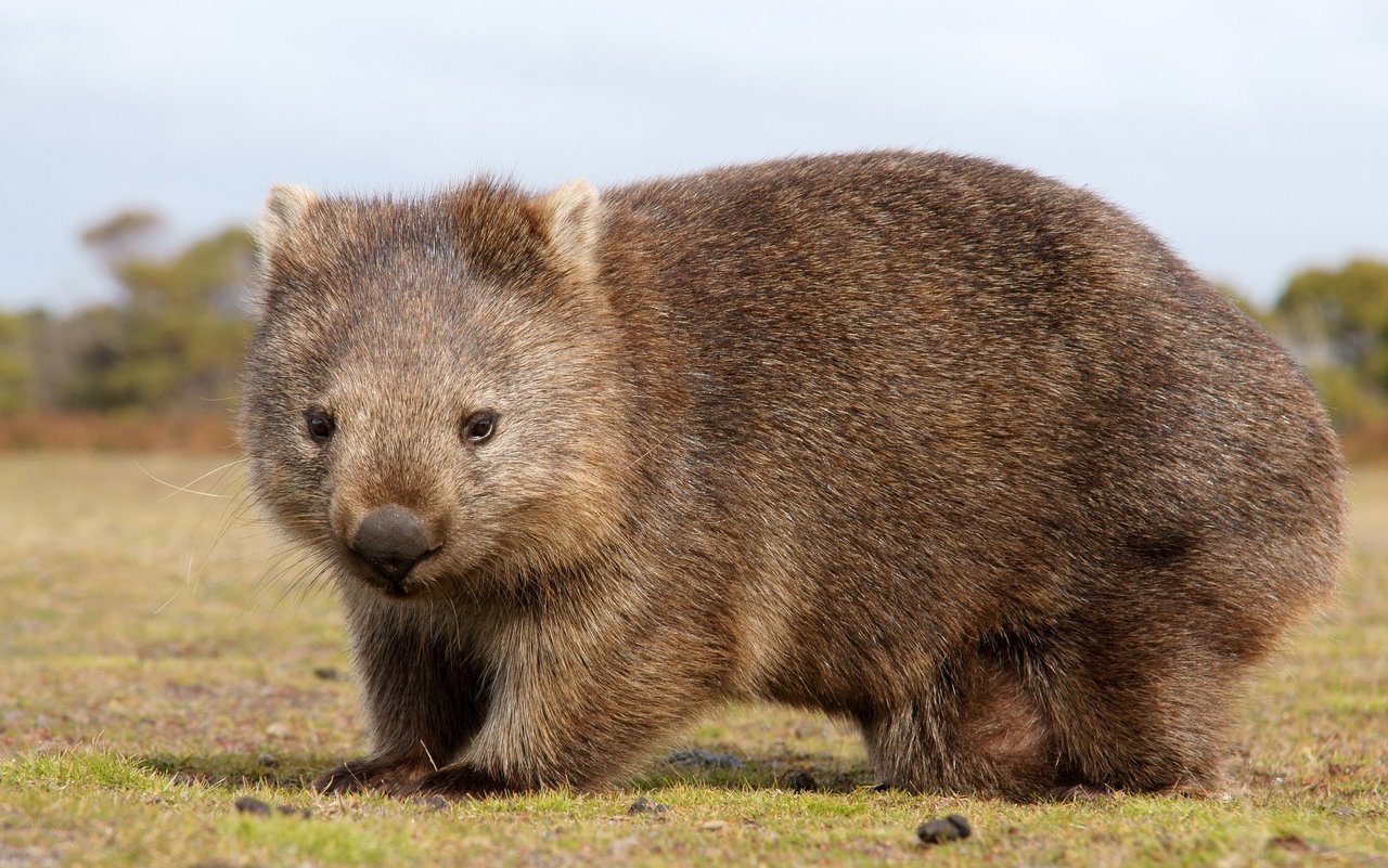 Der Beutel von Wombats öffnet sich unten, Richtung Hinterteil. Grund dafür ist, dass die Mütter viel buddeln. So bekommen die jungen nicht alles ins Gesicht. 