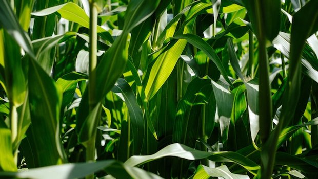 Gentechnische veränderter Mais ist in der EU zum Anbau zugelassen. (Bild Samuel Zeller)