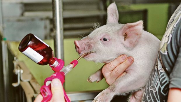 Impfung der Ferkel gegen Lawsonien auf einem Zuchtbetrieb im Bernbiet.(Bild Peter Röthlisberger)