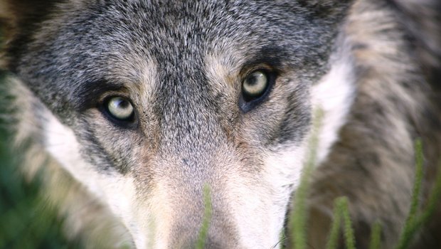 Der Wolf sorgt immer wieder für Unmut. Nun wurde im Wallis einer erschossen. (Symbolbild Pixabay) 