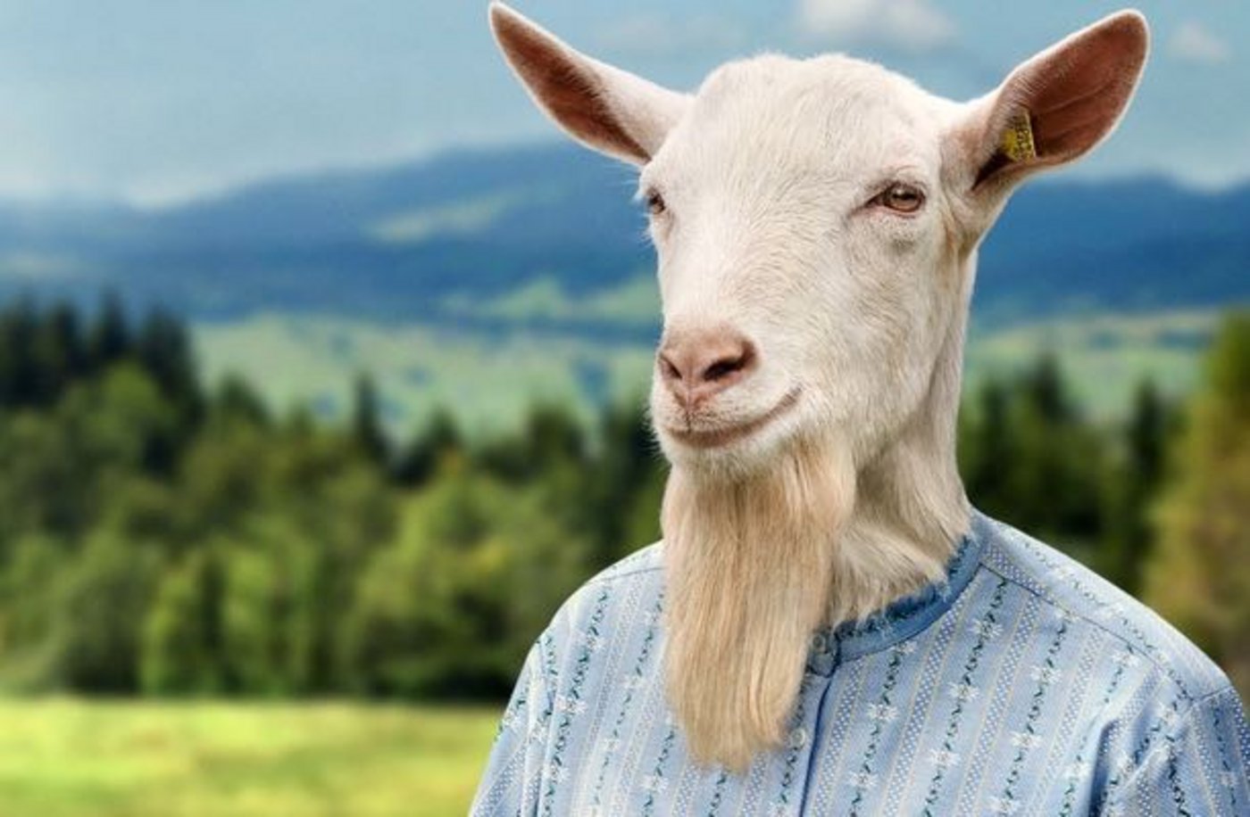 Geissbock Konrad ist einer der Protagonisten in der jüngsten Variation der erfolgreichen Edelweisshemd-Kampagne des Bauernverbands. (Bild pd)