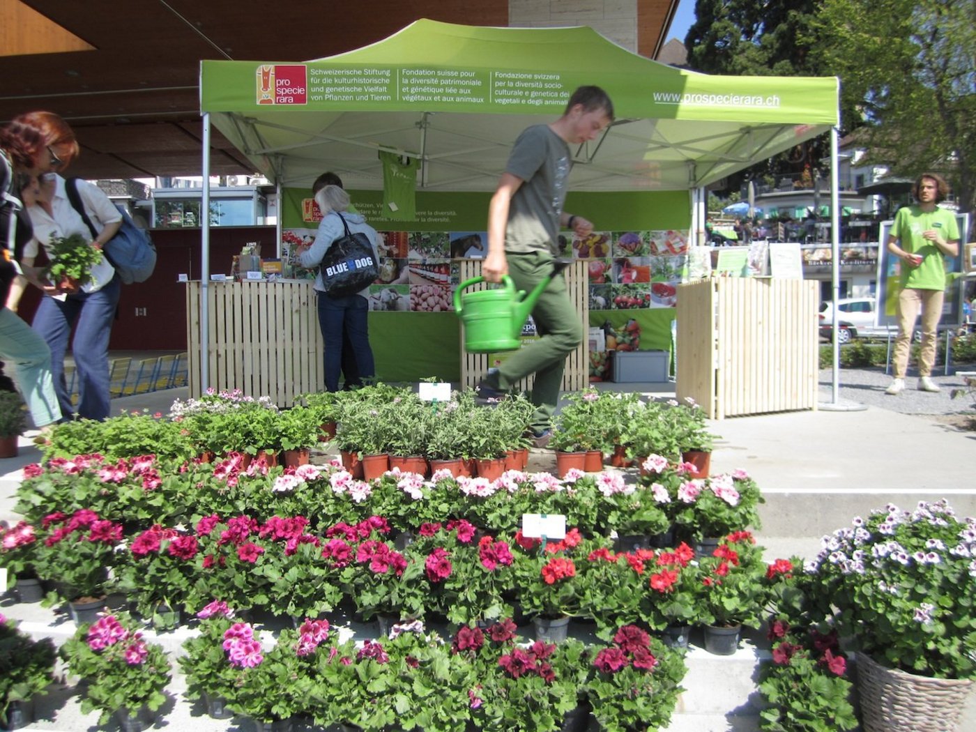 Viele Setzlinge für Blumen, aber nicht nur, gab es am Markt in Weggis zu kaufen.