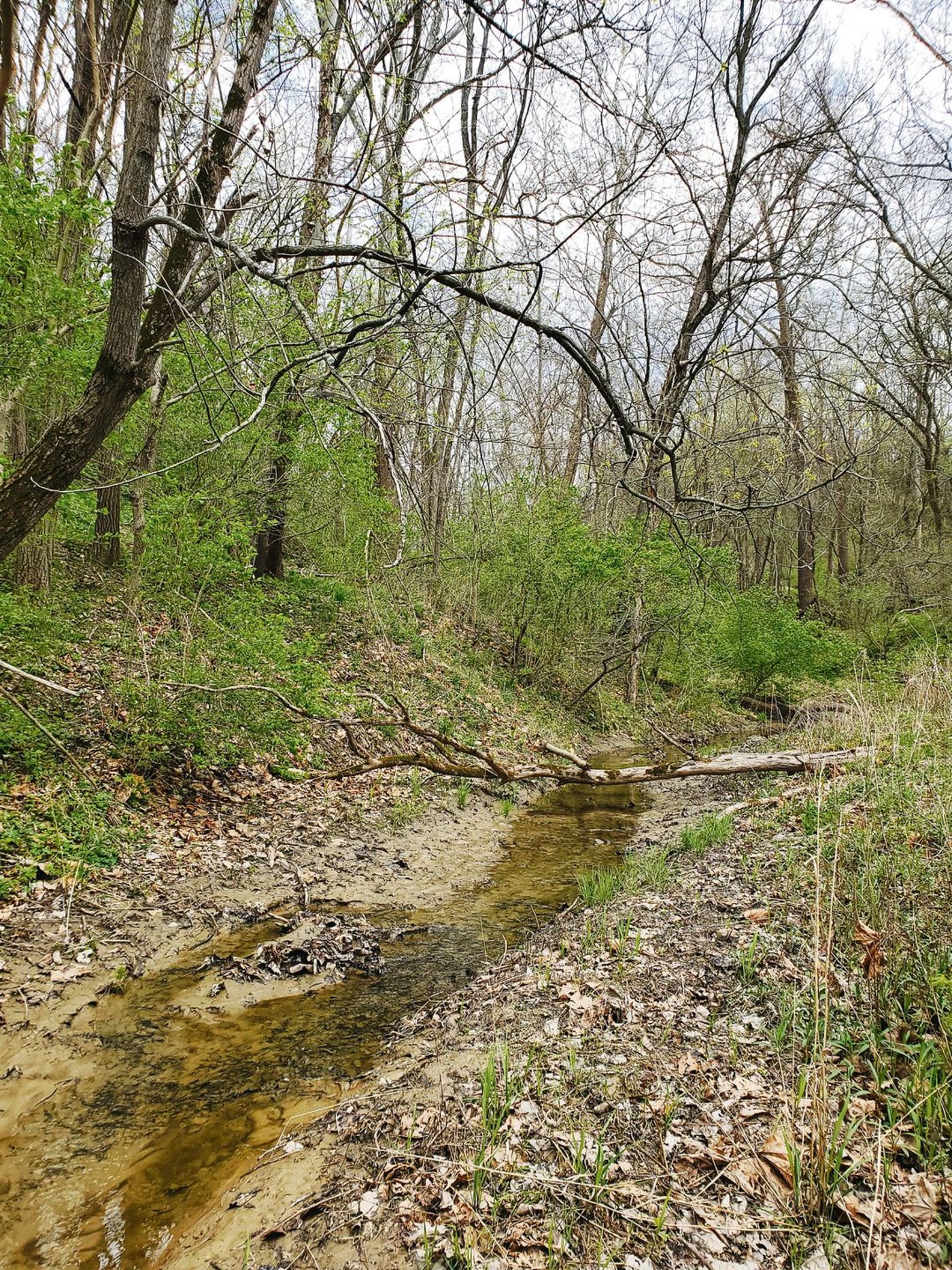 Der Wald braucht noch mehr warme Tage um zu grünen. (Bilder Melanie Reinmann)
