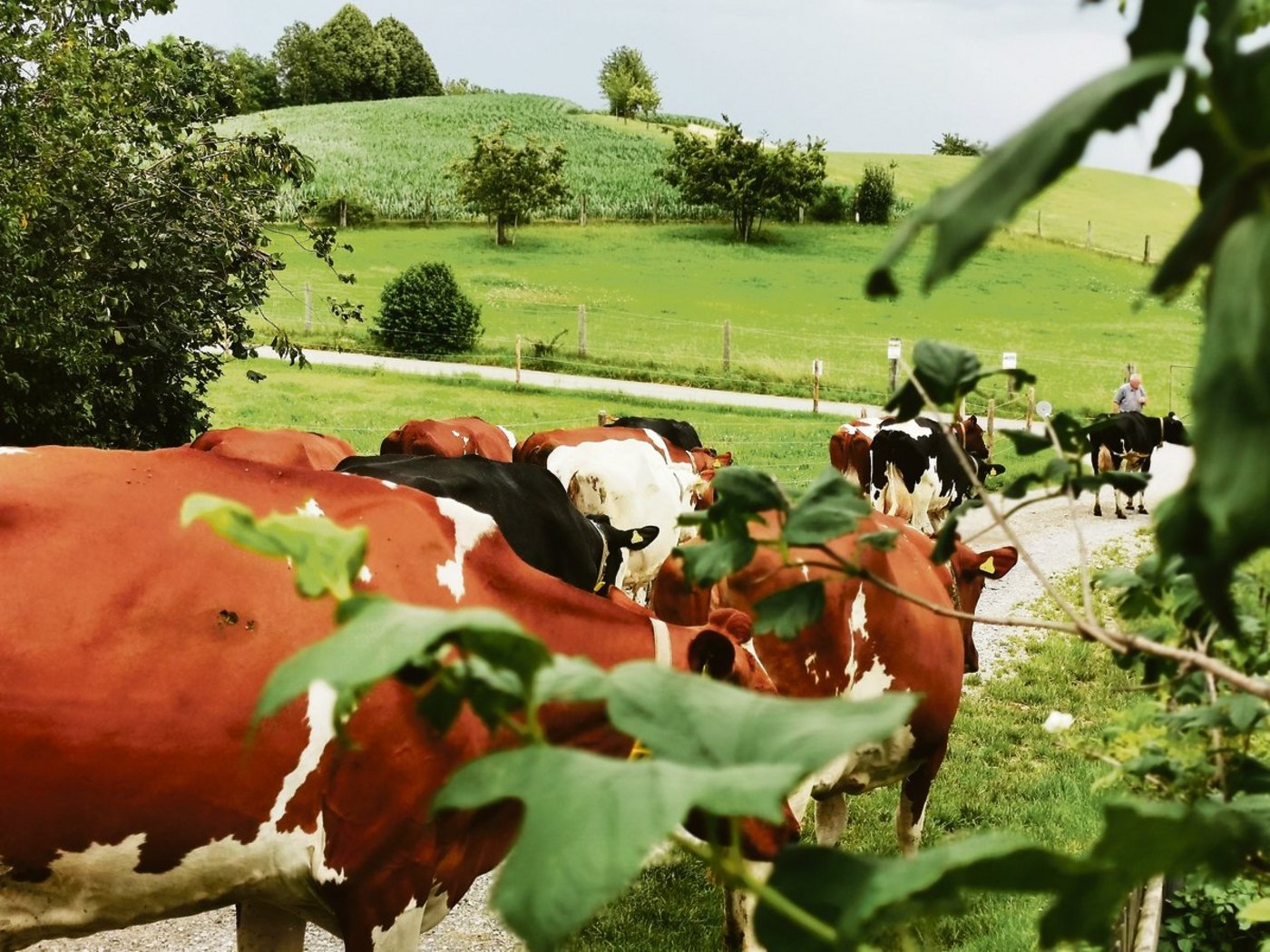 Eine Kuhherde auf dem Weg zum RAUS. Auch etablierte Förderprogramme können vermehrt unter Druck geraten. Beim geplanten Tiergesundheitsprogramm liegt das auf der Hand. (Bild sb)