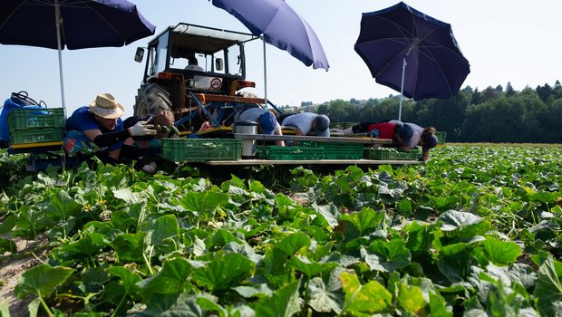 Reitzel sucht neue Cornichons-Produzenten Reitzel sucht Landwirte für die Produktion von Schweizer Cornichons. (Bild Reitzel)