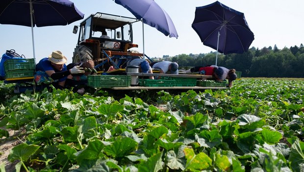 Reitzel sucht Landwirte für die Produktion von Schweizer Cornichons. (Bild Reitzel)