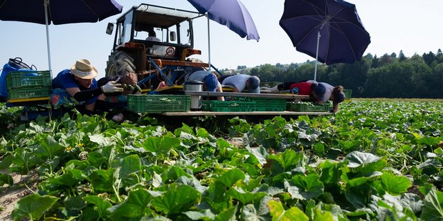 Reitzel sucht Landwirte für die Produktion von Schweizer Cornichons. (Bild Reitzel)