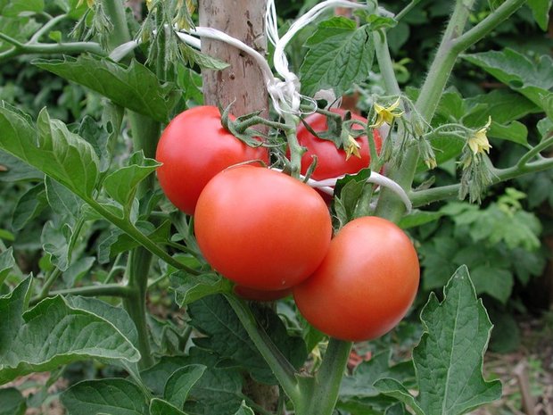 Das Tomatenvirus ToBRFV verbreitet sich sehr schnell. Im Bild eine gesunde Pflanze. (Bild BauZ)