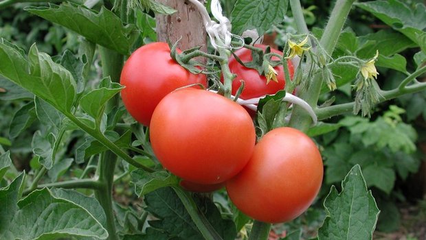 Das Tomatenvirus ToBRFV verbreitet sich sehr schnell. Im Bild eine gesunde Pflanze. (Bild BauZ)
