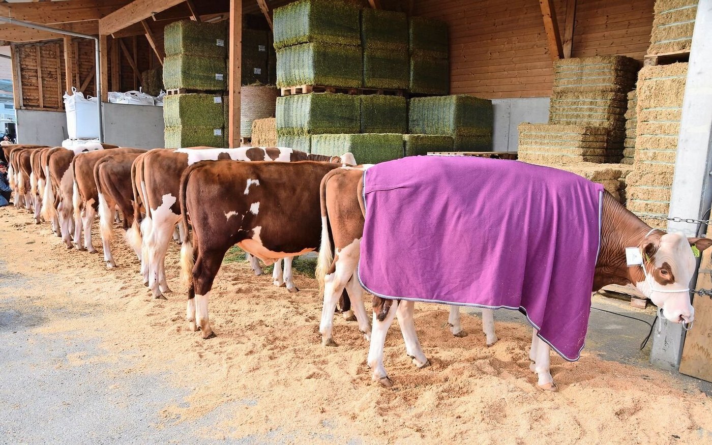 In Reih und Glied warten diese Stiere auf ihren Auftritt. In Plaffeien wurden mehrheitlich Swiss-Fleckvieh-Stiere aufgeführt.