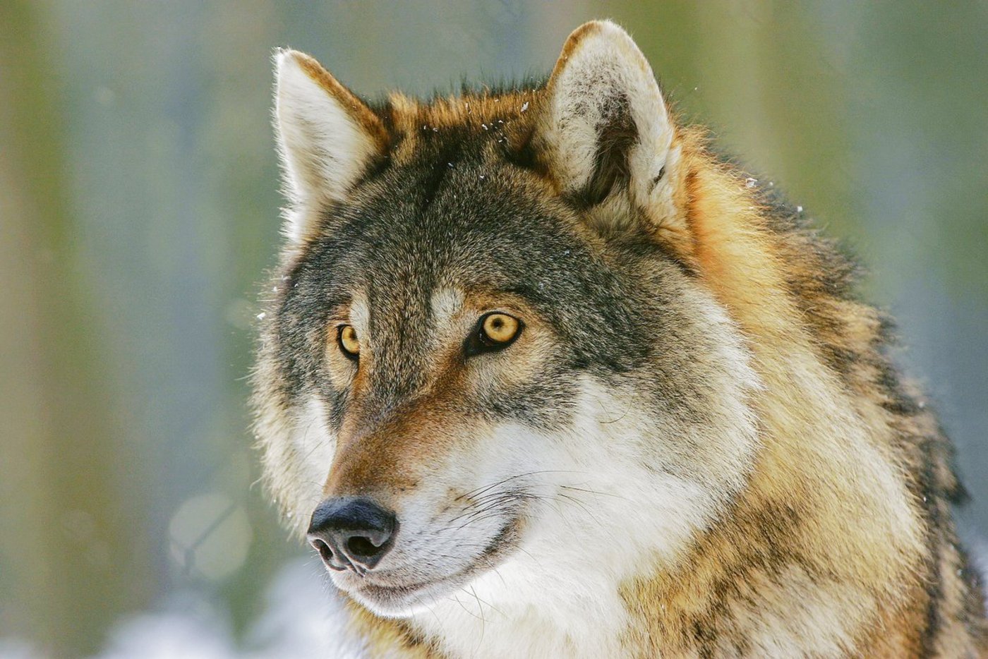 Das Zusammenleben von Mensch und Wolf gestaltet sich seit Jahrhunderten schwierig. Politische Vorstösse in diesem Bereich lösen immer wieder emotionale Debatten aus. (Bild Pixabay)