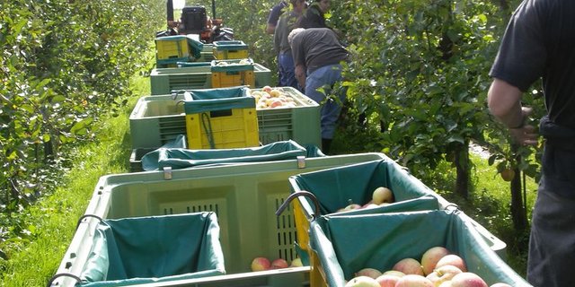 Das Wetter hat einen Einfluss auf die Blütezeit von Tafelobst. Dieses Jahr wird die Ernte sehr früh prognostiziert. (Bild Liebegg)