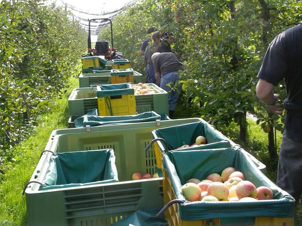 Das Wetter hat einen Einfluss auf die Blütezeit von Tafelobst. Dieses Jahr wird die Ernte sehr früh prognostiziert. (Bild Liebegg)
