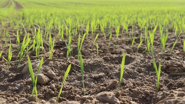 Die Ernteprognosen für die EU-Getreideproduzenten sind sehr positiv. Es wird mit der viertgrössten Ernte gerechnet. (Bild Ruth Aerni/BauZ)