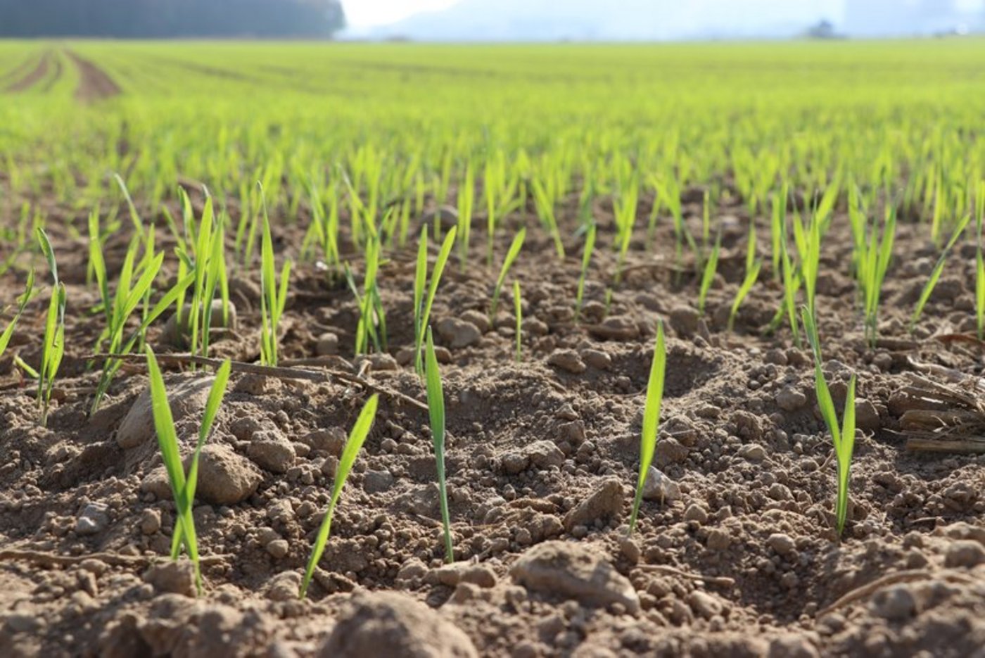 Die Ernteprognosen für die EU-Getreideproduzenten sind sehr positiv. Es wird mit der viertgrössten Ernte gerechnet. (Bild Ruth Aerni/BauZ)