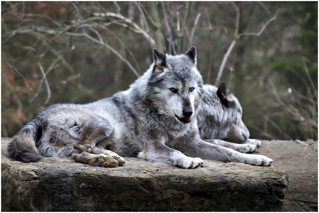 Der Kanton Graubünden prüft derzeit den Abschuss mehrerer Wölfe. (Bild Pixabay)