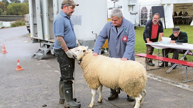 Spitzenzüchter Beat Spitzenzüchter Beat Mader (l.) vom Ferienheim in Büttenhardt lässt eine seiner Texel-Auen von Gerhard Ehrat bewerten.