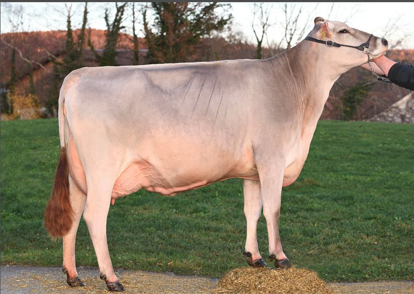 Eine typische Fact-Tochter: Viel Typ, ein korrektes Fundament und gute Euter.(Bild KeLeKi)