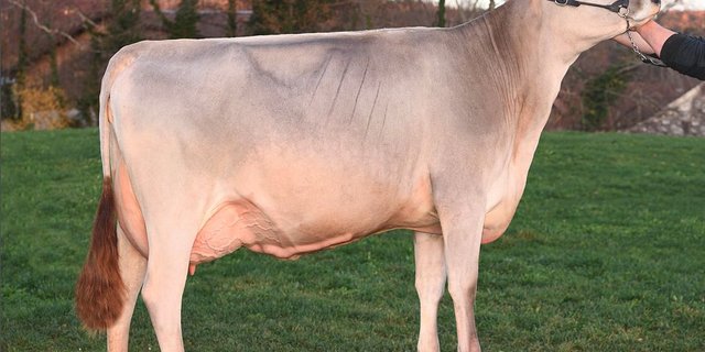 Eine typische Fact-Tochter: Viel Typ, ein korrektes Fundament und gute Euter.(Bild KeLeKi)